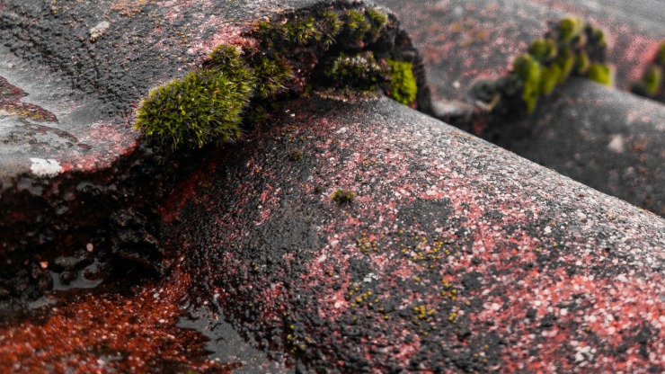 Moss growth on roof shingles is very common.