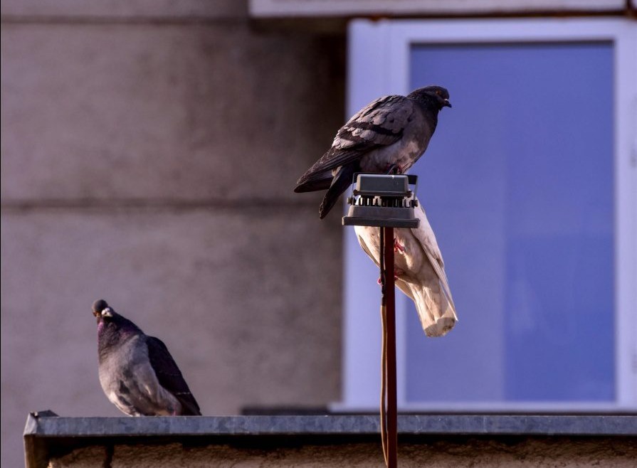 two pigeons on the roof of a building