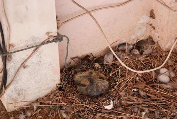 A pigeon’s nest in a house