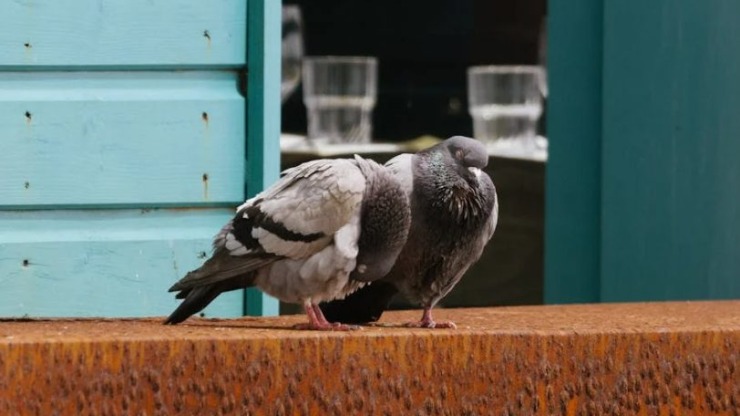 Stop Pigeon Problems Before They Start: Proven Methods of Pigeon Abatement