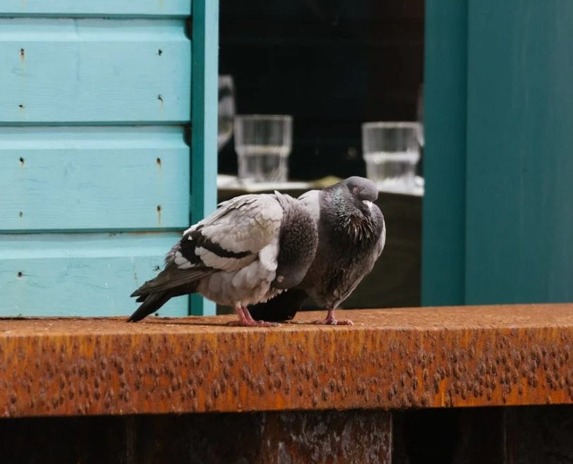 Stop Pigeon Problems Before They Start: Proven Methods of Pigeon Abatement