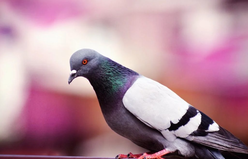  focused shot of a gray and white pigeon